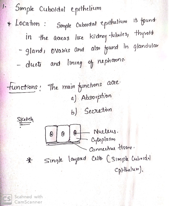 1. Simple Cuboidal epithelium * Location : Simple Cuboidal epithe in the Quieas like kidney tubules, thyrord - gland, ovaries