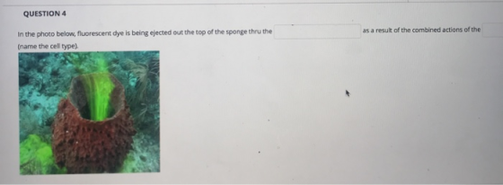 QUESTION 4 as a result of the combined actions of the In the photo below, fluorescent dye is being ejected out the top of the