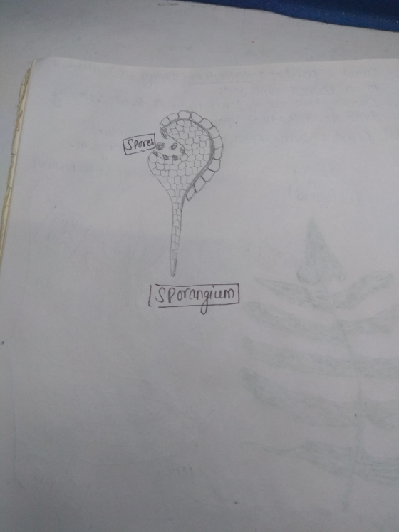 | sporangium