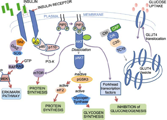 INSULIN GLUCOSE UPTAKE INSULIN RECEPTOR PLASMA MEMBRANE PLASMA | PIP2 → PIP3 CAP Cbl Crk GLUT4 translocation Sh2 АКТ Grb2 C3G