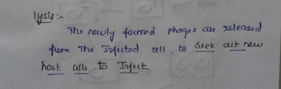 lysis in from host The newly formed phages are released The Trfected cell to seek out new cells to Irfect