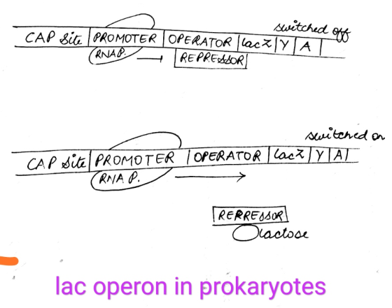 switched off CAP Site PROMOTER | OPERATOR llaczly A | TRNAR. REPRESSORI switched on CAP site PROMOTER OPERATOR lack/yIAT RNA