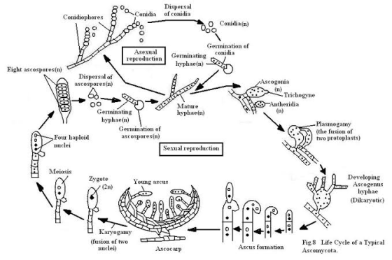 a Conidia Dispersal of conidia Conidiophores O Conidia (n) Asexual reproduction Germinating Germination of conidia hyphae(n)