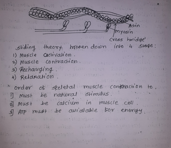 1 RT Achin 1 I myosin e t cross bridge sliding theory. mroken down into 4 steiget 1) Muscle Cactivation. 2) Muscle contractio