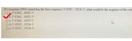 If a template DNA strand has the base sequence 3-GTC. CCA 5, what would be the sequence of the corn 033 CAG..GGU-5 6.5-CA