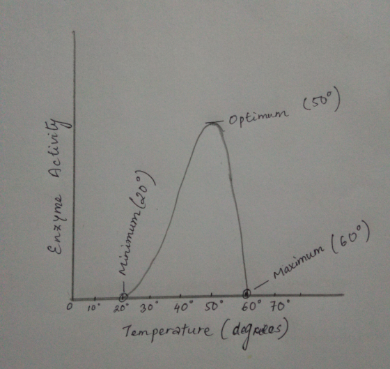 (5 - Optimum Activity Enzyme Minimum Maximum (60°) 580 0 10 20 30 40 50 60° 70° Temperature (degrees)