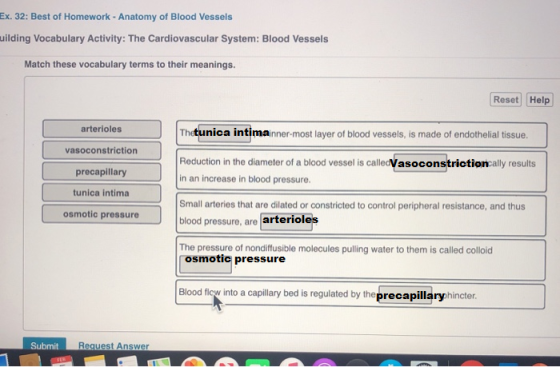 Ex. 32: Best of Homework - Anatomy of Blood Vessels uilding Vocabulary Activity: The Cardiovascular System: Blood Vessels Mat