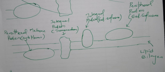 Peripheral Protein Cast. Anbrosure Insteareal Prédion (Transme Peripheral Mehare Protein (cy to blosmic) Lipid Bilayen