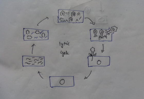 rit Cycle Po