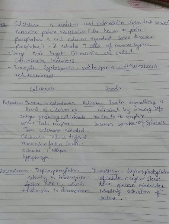 DATE alchnewinis acalciuma and Calmodulin dopen lont s thteonine hown as onse acivu mecro and tacralimu lasmie Achisahons ans