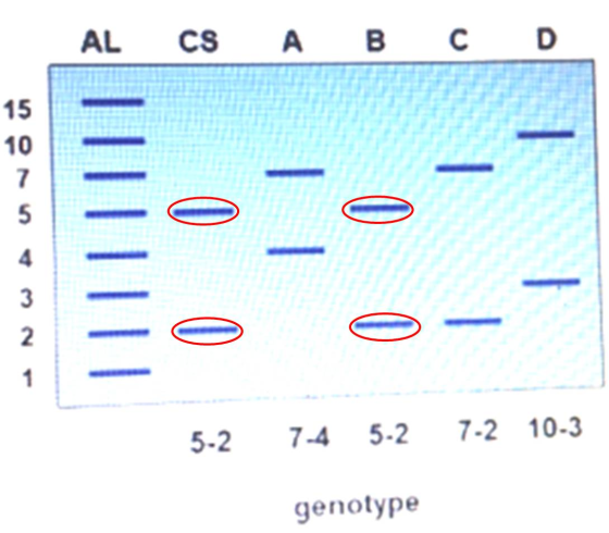 AL CS A B C D 5-2 7-4 5-2 7-2 10-3 genotype