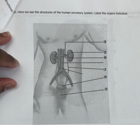 tructures 25. Here we see the structures of the human excretory system. Label the organs indicated.
