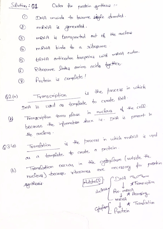 Slution - 01 Order for postein ogynthesia - DNA unwinds to become single stranded. ③ MRNA is generated. MRNA is transported o