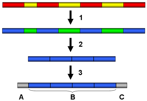 Image for The schematic illustrates steps in RNA processing. The DNA strand is shown in red and yellow, and the RNA stra