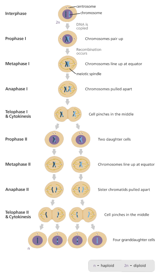 4. — centrosome Interphase chromosome 2n DNA is copied Prophase 1 Chromosomes pair up Recombination occurs Metaphase Chromoso