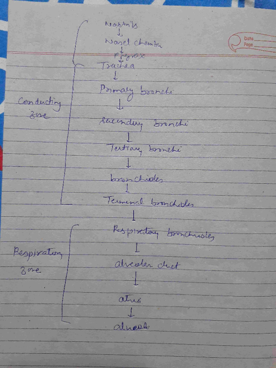Nostals Nasel chemte Date Page Prionaly bromete Conducting zne I Tertian bronchi bronchines Terminal bronchioles -Respiratory