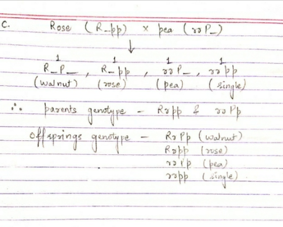 Rose (R-feb2x bea (10 P) R-P (Walnut) (rose) - parents genotype off springs genotype (pea) (single) - Ropp & sapp - Ropp (Wal