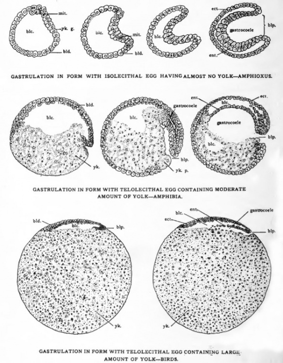 Bea -mit. ca Codlega bip ge pastrocoele 00000debld. og bla. ent. POLOSE000 COBOD GASTRULATION IN FORM WITH ISOLECITHAL EGG HA