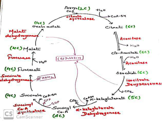 Acery-(2.c) +120 CO U College hatese COA-S (46) dretat Cituato (cc) Malate dehydrogen Aconitese (46) Malatı cis - Aconitat (6