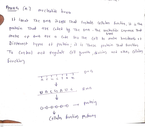 Answeg (A) nucleotide bages It is not are base make up DNA are Code The DNA itself that controle Cellular function, it is the