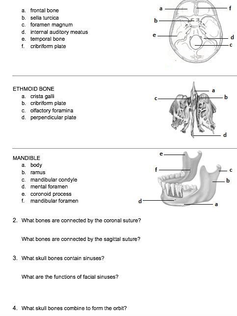 a. frontal bone b. sella turcica c. foramen magnum d. internal auditory meatus e. temporal bone f. cribrifom plate ETHMOID BO