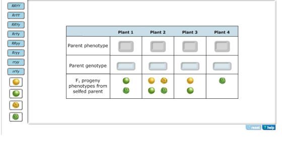 RRYY RrYY RRYy RrYy RRyy Rryy Plant 1 Plant 2 Plant 3 Plant 4 Parent phenotype rryy Parent genotype F1 progeny phenotypes from selfed parent reset ? help