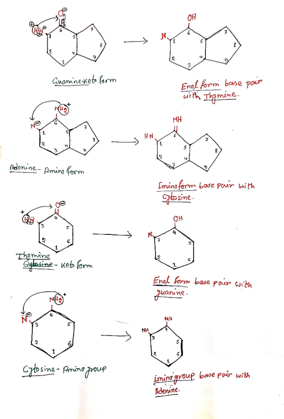 | 65% ၅ မ ၆ Guamine-keto form Enol form base pair with Thymine. NA Adenine Amino form [mino form base pair with cytosine. OH