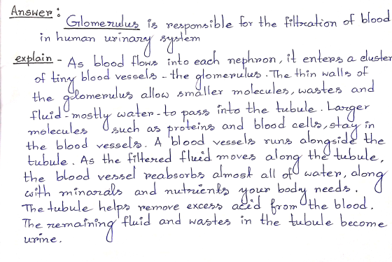 Answers • Glomerus is to ) n Glomerulus is responsible for the filtration of blood in human wrinary systém explain - As blood