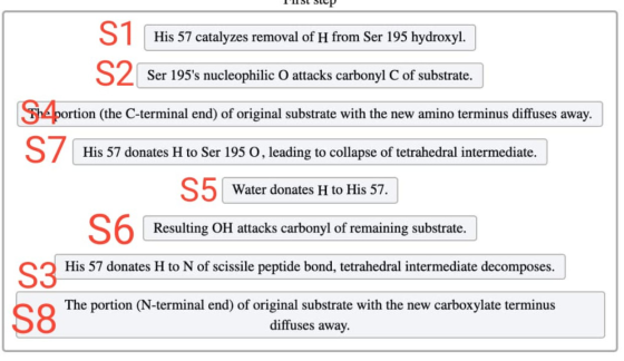 IISL SCP His 57 catalyzes removal of H from Ser 195 hydroxyl. Ser 195s nucleophilic O attacks carbonyl C of substrate. The