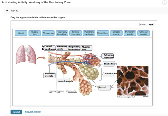 Art-Labeling Activity: Anatomy of the Respiratory Zone Part A Drag the appropriate labels to their respective targets. Reset