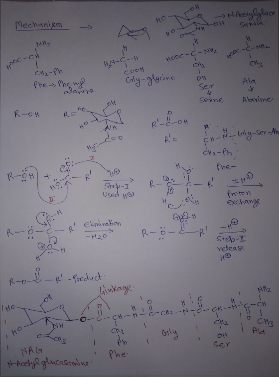 Mechanizm NAely lgluco но SA Mie NH2 HO HOOC-CINY CM2 11 HOOC-CH HOOC-C-NH, H.A-CIH CM2-Ph CW3 PhesPhe ngk alanne Caly-glycin