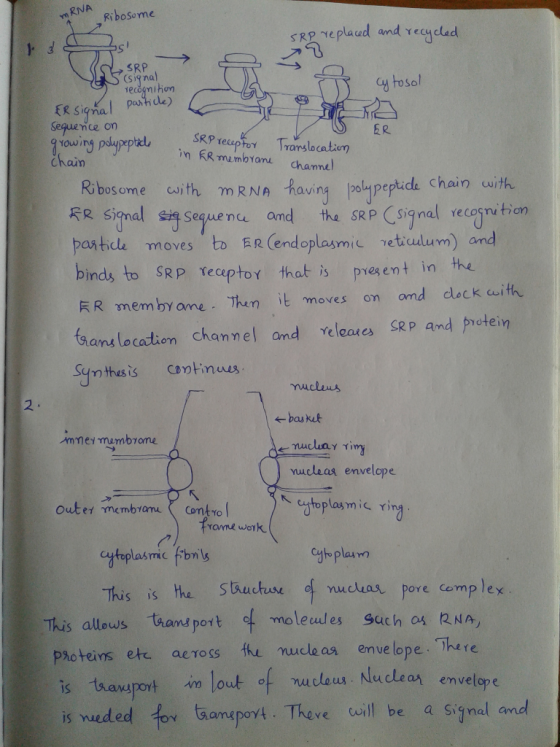 mRNA Ribosome SRP replaced and recycled SRP S signal cytosol recognition ER signal particle) SRP receptor in Er membrane Tran