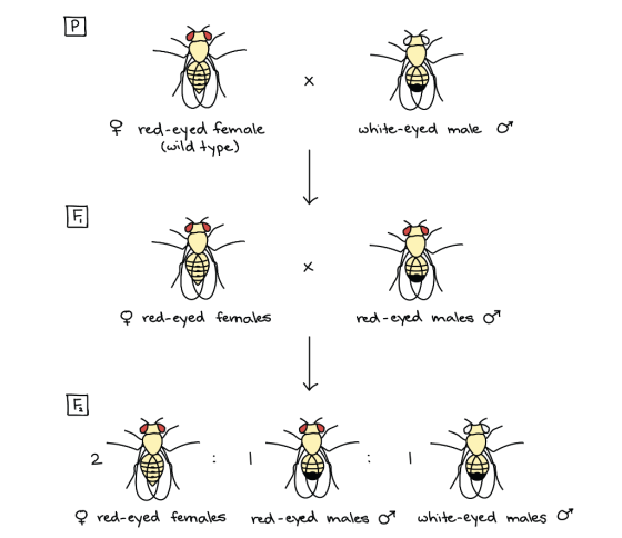 { red-eyed female (wild type) white-eyed male o & red-eyed females red-eyed males or & red-eyed fernales red-eyed males or wh