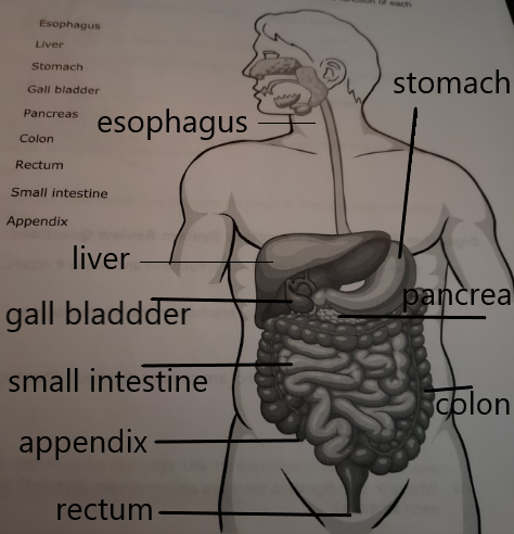 Esophagus Liver Stomach w stomach Gall bladder Pancreas esophagus Colon Rectum Small intestine Appendix pancrea liver - gall