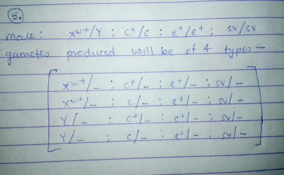 male: gametes XW+/Y ; ct/c ; & + /et; svlsva produced will be of 4 types - Yl ; ctl_ ; et ; sul- -من-Y -ام -بی