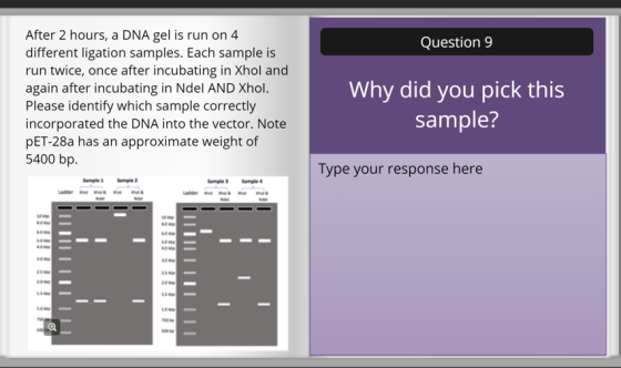 Question 9 After 2 hours, a DNA gel is run on 4 different ligation samples. Each sample is run twice, once after incubating i