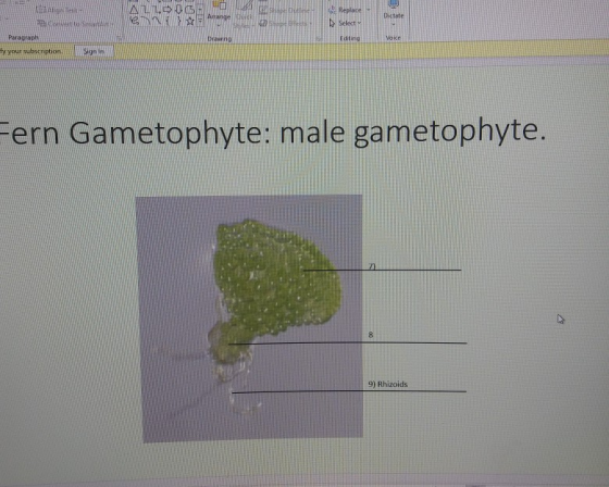 ALLOOGE E Agnes . de Replace Select * your subscription Sign Fern Gametophyte: male gametophyte. 9) Rhizoids