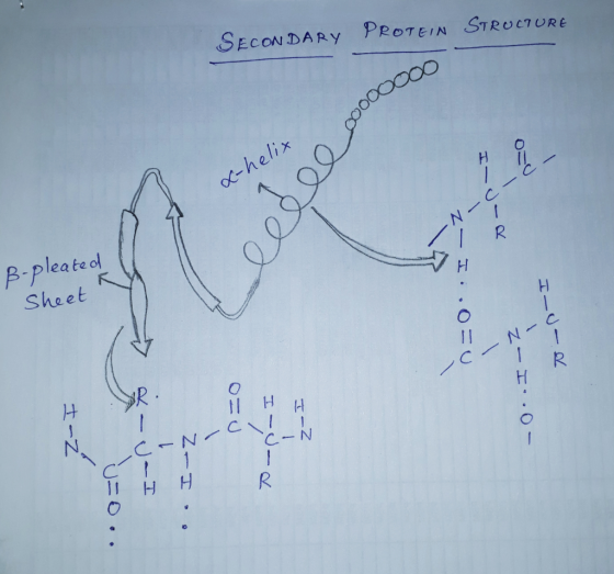 SECONDARY PROTEIN STRUCTURE x-helix 00000000 5/c1R B-pleated Sheet 0=0*・エー工 万一日一工 沢! -0..エーZ C H H ! cle: