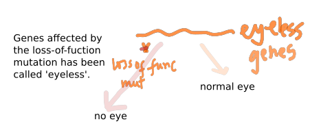 eyeless Genes affected by the loss-of-fuction mutation has been called eyeless. aches in muut normal eye no eye