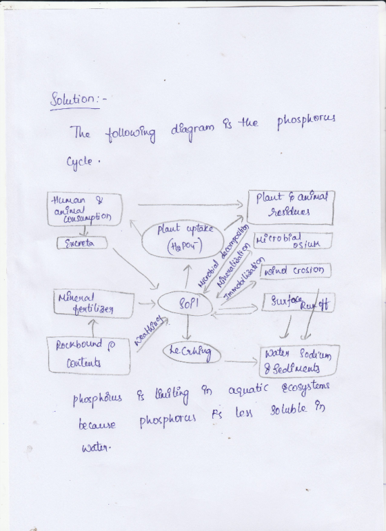 Solstion ollouog diagram the phosphorus Cycle ConSuaption residues laut uptake esiuM ut poo-bound so (batuda agua because pho