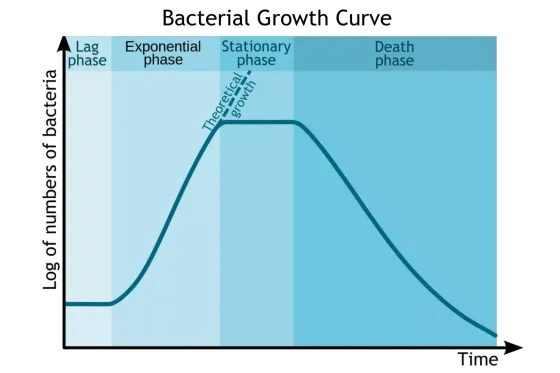 Bacterial Growth Curve Exponential Stationary Death phase phase phase Lag phase Theoretical growth Log of numbers of bacteria