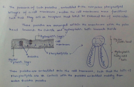 6. The presence of such proteins, embedded in the non polar phospholpped bPlayer of a cell membrane; makes the cell membrane