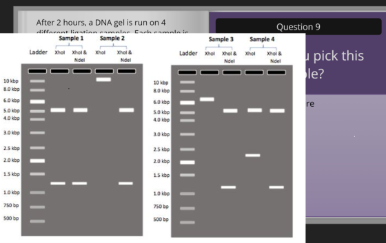 After 2 hours, a DNA gel is run on 4 different lination camnlar Cacheamnla in Sample 1 Sample 2 Question 9 Sample 3 Sample 4