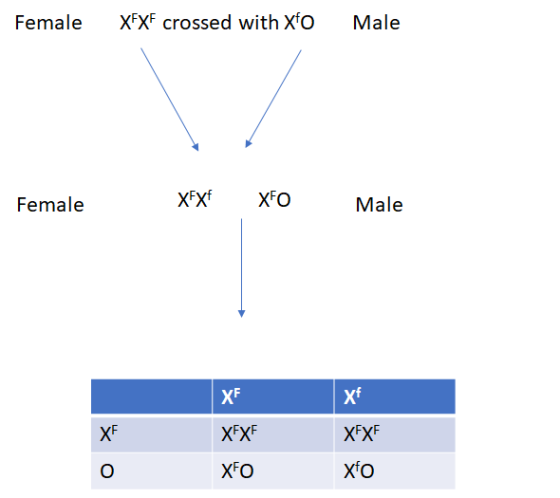 ХXF crossed with xO Female Male ХX XFO Female Male XF ХЕXF XF ХXF ХFо хо