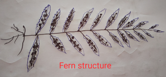 v Fern structure