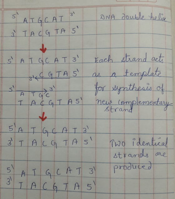 ATG CAT DNA double helin 3 TAC GTA 5 5 AT GC ATB Each strand acts C GTA 5 as a template for synthesis of ACGT A54 new compl