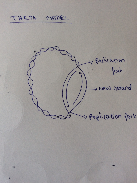 THETA MODEL orhration