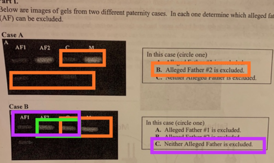 arl. Below are images of gels from two different paternity cases. In each one determine which alleged fat (AF) can be exclude