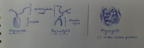 CO carbohydrate chooh 0 Iratch Proleh of Prophe Phospho- -1PpPd. Glycoproten. Gylcolipid Phycocyanis ( water soluble protets)