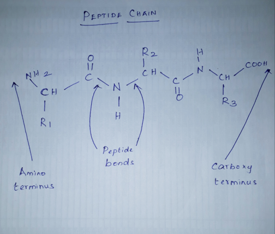 PEPTIDE CHAIN ou du dT IZ cooH NH 2 N A CH - R3 - I Peptide bonds Amino terminus Carboxy terminus
